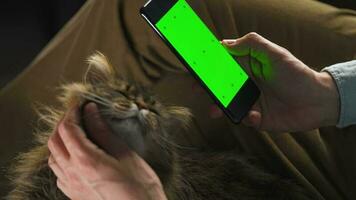 Man using smartphone with green mock-up screen in vertical mode and stroking the fluffy cat. Man browsing Internet video