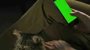 Man using smartphone with green mock-up screen in vertical mode and stroking the fluffy cat. Man browsing Internet video