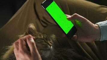 Man using smartphone with green mock-up screen in vertical mode and stroking the fluffy cat. Man browsing Internet video