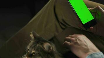 Man using smartphone with green mock-up screen in vertical mode and stroking the fluffy cat. Man browsing Internet video