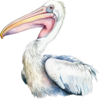 Pelikan Vogel Aquarell Illustration. ai generiert png