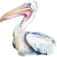 Pelican Bird Watercolor Illustration. AI Generated png