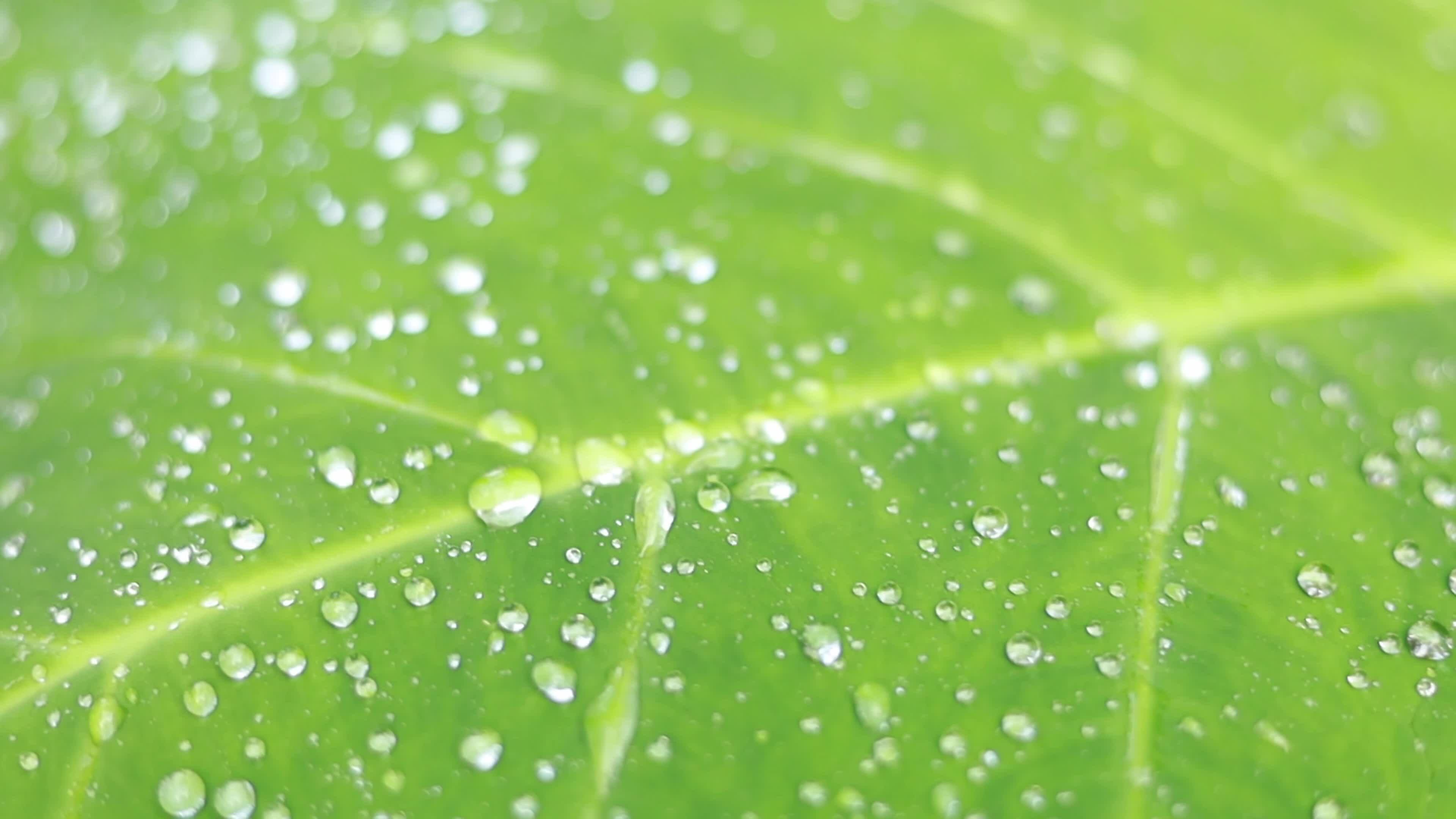 raindrops on leaf after rain 24840851 Stock Video at Vecteezy