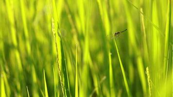 libellula attaccamento per il riso campo nel il mattina con morbido luce del sole. video