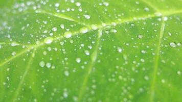 regndroppar på blad efter regn video