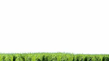Isolated meadow on white background,animation grass with alpha channel video