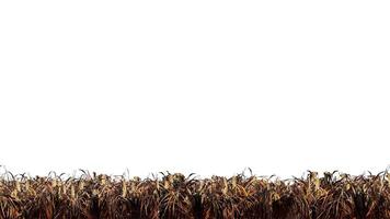 Isolated dry grassfield on white background,3d animation with alpha channel video