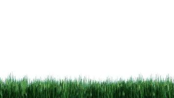 isoliert Rasen auf weiß, Gras Hintergrund mit Alpha Kanal video