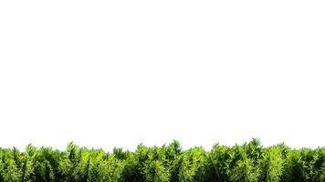 Isolated green grass on white background,alpha channel video