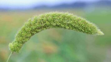 Close-up focus millet spike with Shallow depth of field video