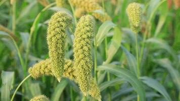 Close-up focus millet spike with Shallow depth of field video