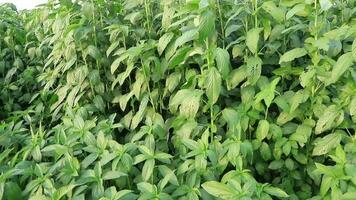 balançoire dans le vent vert jute plantation dans le campagne de bangladesh video