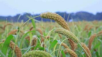 Close-up focus millet spike with Shallow depth of field video