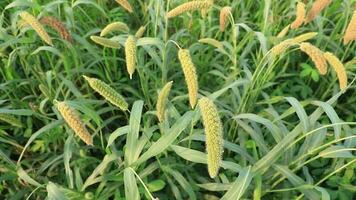 Ripe millet harvest in countryside fields of Bangladesh video