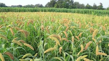 Ripe millet harvest in countryside fields of Bangladesh video