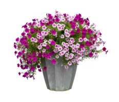 bunt Rosa und lila Petunie Blume Topf im rustikal Topf isoliert auf transparent Hintergrund zum Haus Dekoration und Design Zweck png
