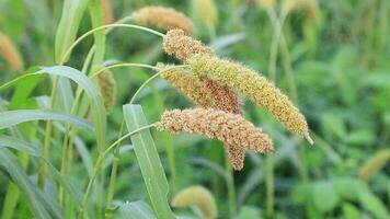 Close-up focus millet spike with Shallow depth of field video