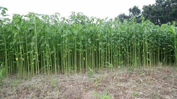 verde yute plantación en el campo de Bangladesh video