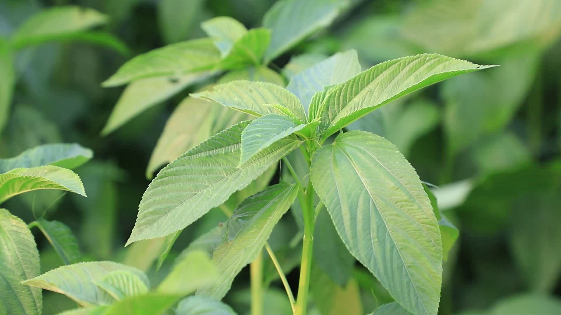 Swing in the wind green jute leaves. Selective focus 24841159 Stock
