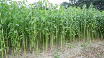 verde yute plantación en el campo de Bangladesh video