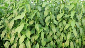 schommel in de wind groen jute- plantage in de platteland van Bangladesh video