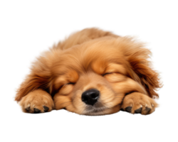 gyllene retriever valp sovande. Lycklig ung brun hund sovande isolerat på transparent bakgrund. generativ ai png
