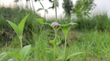 fri natur videoklipp video