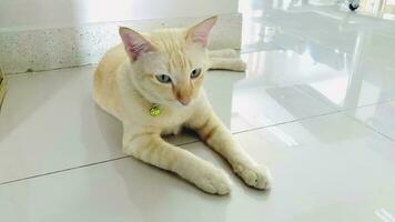 Portrait cat, White Thai cat is a cute cat and a funny, good-humored .They look cute and are good pets, easy to raise as pets. It is a playful, affectionate pet and is a favorite of the caregivers. video