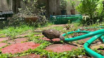 The dove bird walking in the yard of the house. video