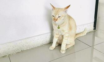 retrato gato, blanco tailandés gato es un linda gato y un divertido, de buen humor .ellos Mira linda y son bueno mascotas, fácil a aumento como mascotas. eso es un juguetón, cariñoso mascota y es un favorito de el cuidadores video