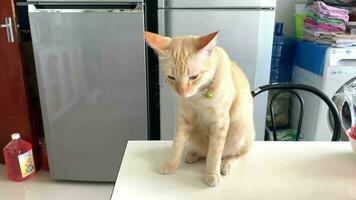 Portrait cat, White Thai cat is a cute cat and a funny, good-humored .They look cute and are good pets, easy to raise as pets. It is a playful, affectionate pet and is a favorite of the caregivers. video