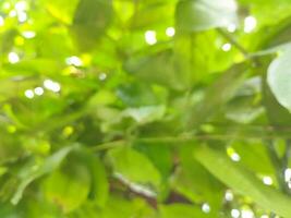 Out of focus Blurred background of green guava tree leaves, with bright sunlight during the day photo