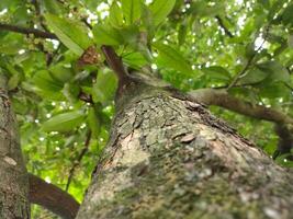 Close up photo of a guava tree trunk with a blurred background