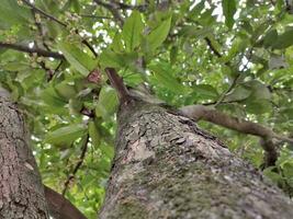 Close up photo of a guava tree trunk with a blurred background