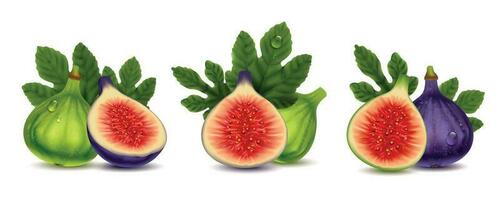 Figs Fruit Realistic Compositions Set vector