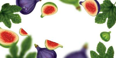 Fig Realistic Frame vector