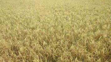 Golden rice in tree just before the cultivation. Golden rice paddy ready for harvest. video