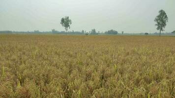 d'or riz dans arbre juste avant le cultivation. d'or riz paddy prêt pour récolte. video