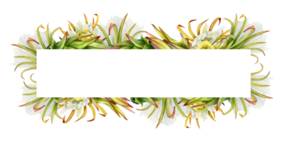 cactus bloemen zomer horizontaal banier kader sjabloon met kopiëren ruimte. hand- getrokken waterverf illustratie. realistisch botanisch tekening voor uitnodiging kaarten, tropisch partij ontwerpen png