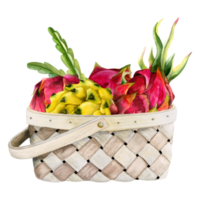 Red pink and yellow dragon fruits with leaves in wicker basket watercolor illustration. Pitaya harvest for exotic tropical Asian food designs png