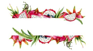 rosso rosa Drago frutta fette orizzontale bandiera modello con copia spazio. acquerello pitahaya e verde cactus le foglie illustrazione. botanico telaio png