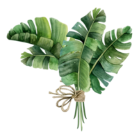 Tropical palm leaves of monstera or banana bouquet with rope bow watercolor illustration. Trendy style summer clipart png