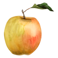 Watercolor greenish yellow red apple fruit with green leaf illustration. Realistic botanical clipart. png