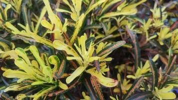 codiaeum variegatus een soorten van fabriek in de geslacht codiaeum.ook bekend net zo brand croton, tuin croton, of bont croton. video