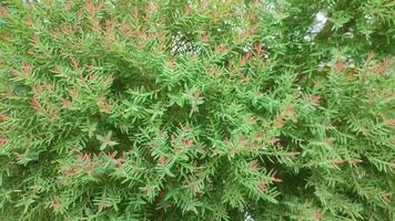 melaleuca alternifolia.it é comumente conhecido Como chá árvore. limitar com folhas paperbark.flax com folhas paperbark. neve dentro verão. video