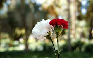 White and red roses over blurred green city park. Clean environment. Organic natural background. Inspirational wallpaper. photo