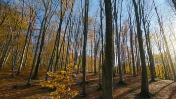 Smooth flight between trees close to branches in a fabulous autumn forest. POV filmed with FPV drone. video