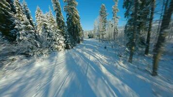 voar sobre uma fabuloso coberto de neve floresta em a declives do a montanhas video