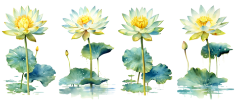 Watercolor painting in botanical style of White lotus flowers clip art, png