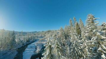 inverno dentro a montanhas. aéreo Visão do a coberto de neve conífero floresta em a declives do a montanhas e a rio video